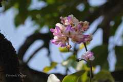 Aerides crispum